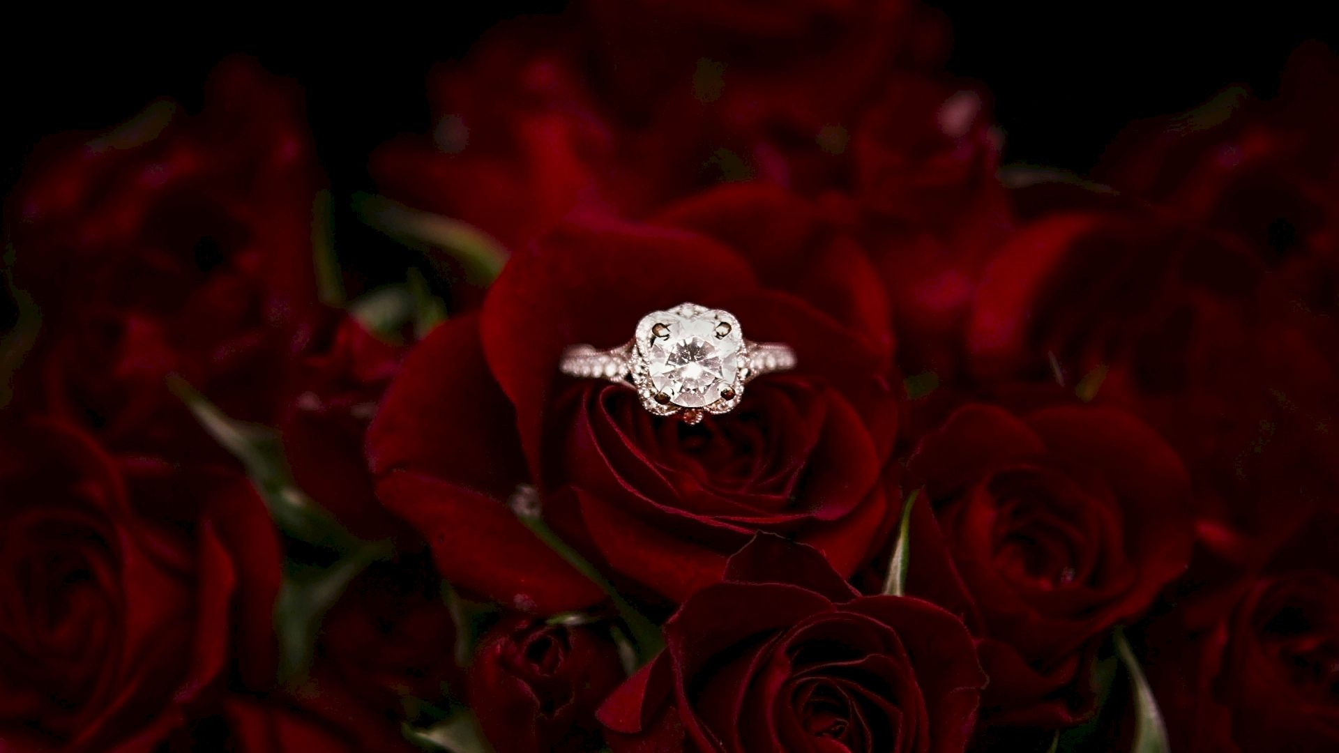 A diamond ring is placed in the center of a bunch of red roses, creating an elegant and romantic display.