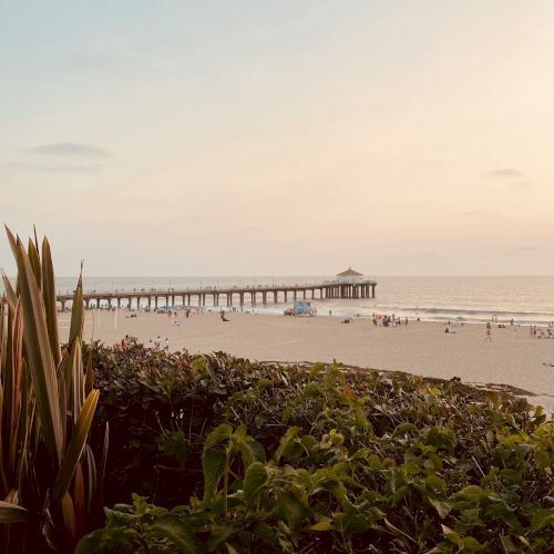 A serene beach scene with a long pier extending out into the ocean, viewed from behind some green foliage and plants at sunset.