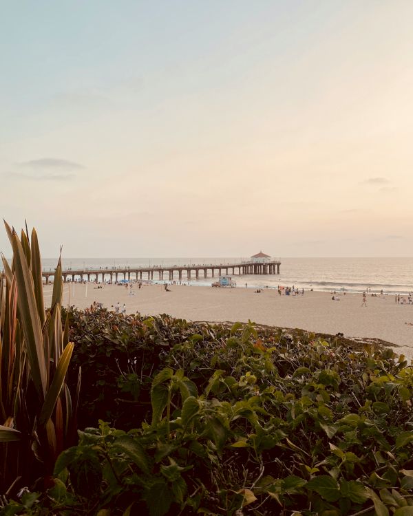 A serene beach scene with a long pier extending out into the ocean, viewed from behind some green foliage and plants at sunset.