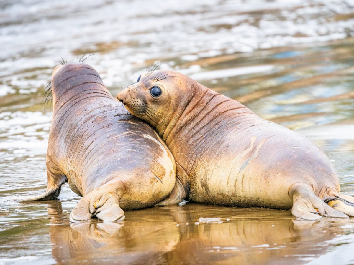 Two seal pups are lying on a wet sandy beach, with one resting its head on the other, surrounded by shallow water and waves.