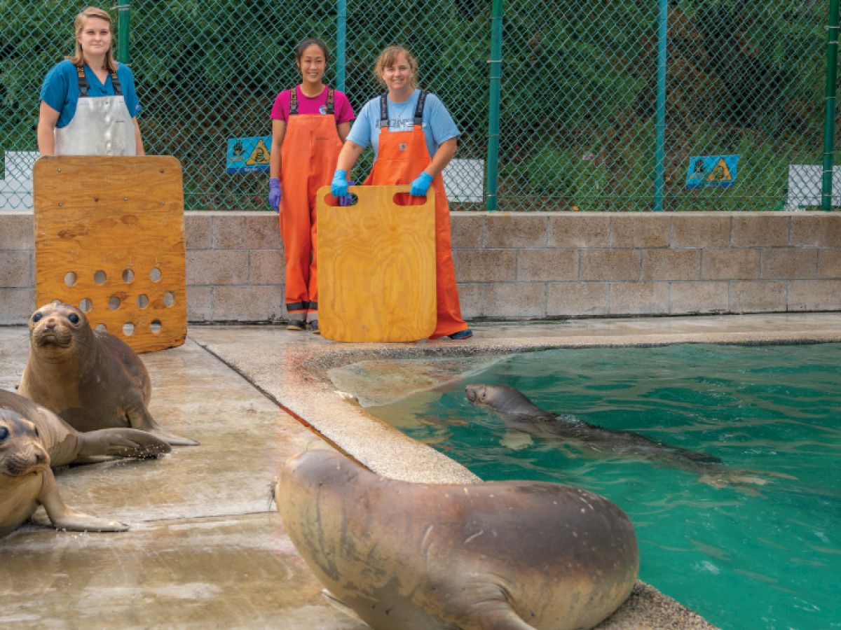 The image shows three people in orange aprons holding boards, standing beside seals on a ledge and in a pool enclosed by a fence.