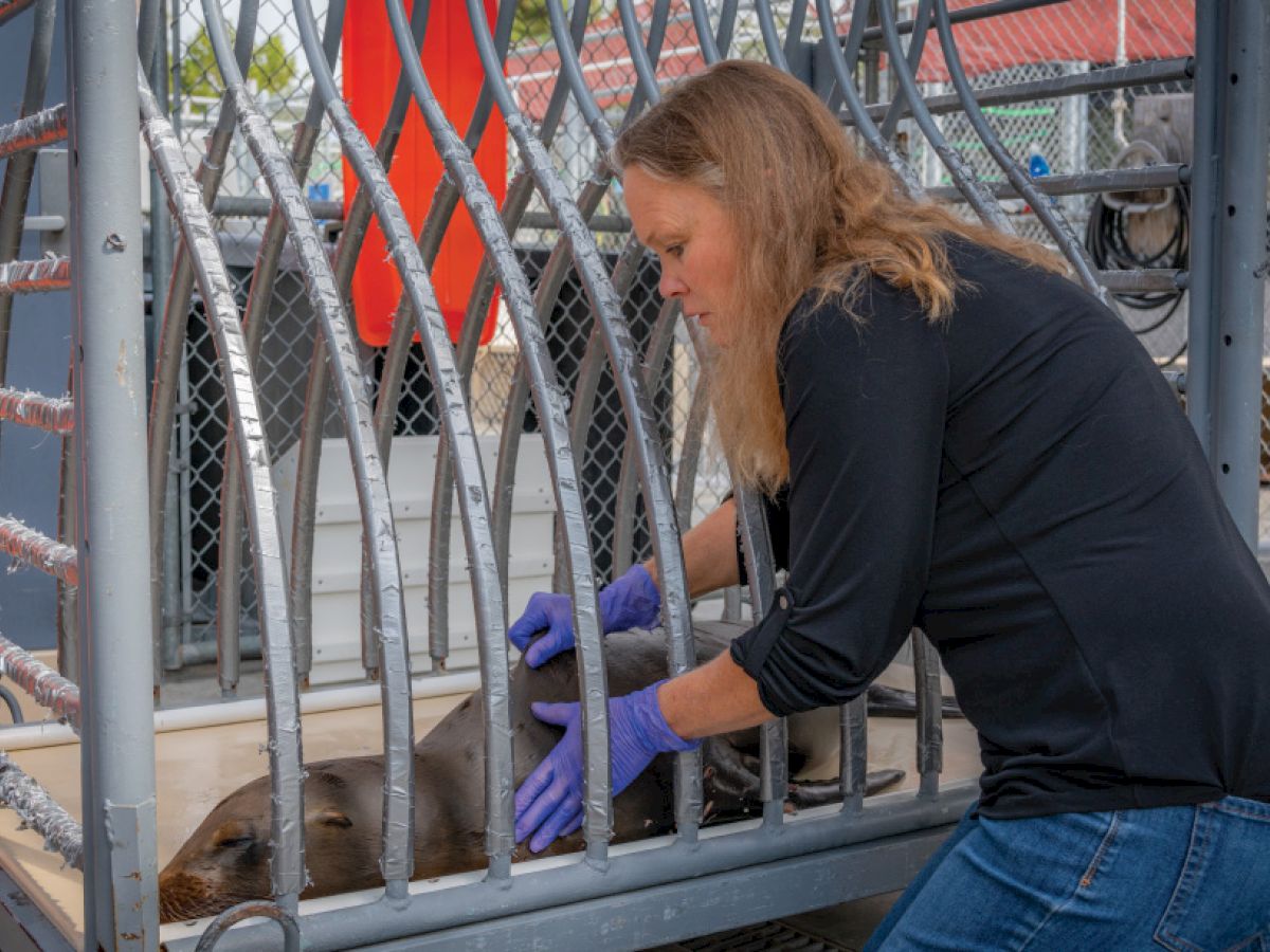 A person wearing gloves tends to a sea lion in a cage at a rehabilitation center.